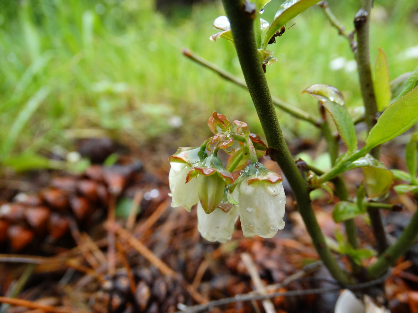 Image of Vaccinium corymbosum specimen.