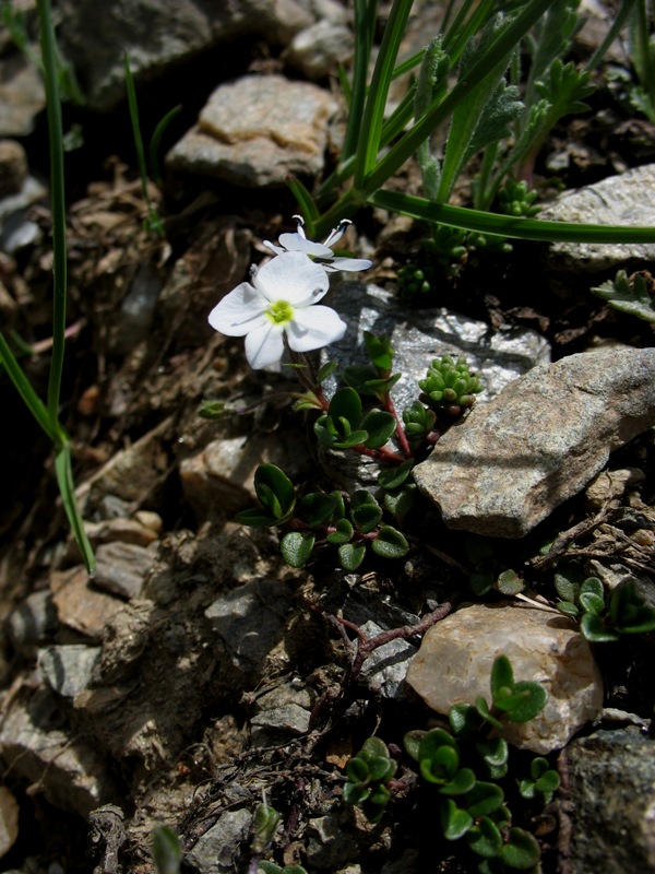 Image of Veronica glareosa specimen.