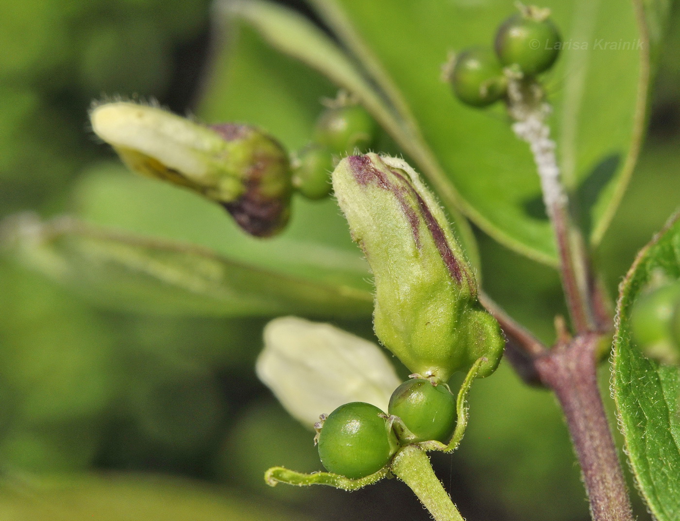 Image of Lonicera ruprechtiana specimen.