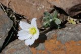 Cerastium lithospermifolium