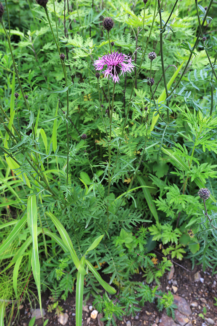 Image of Centaurea scabiosa specimen.