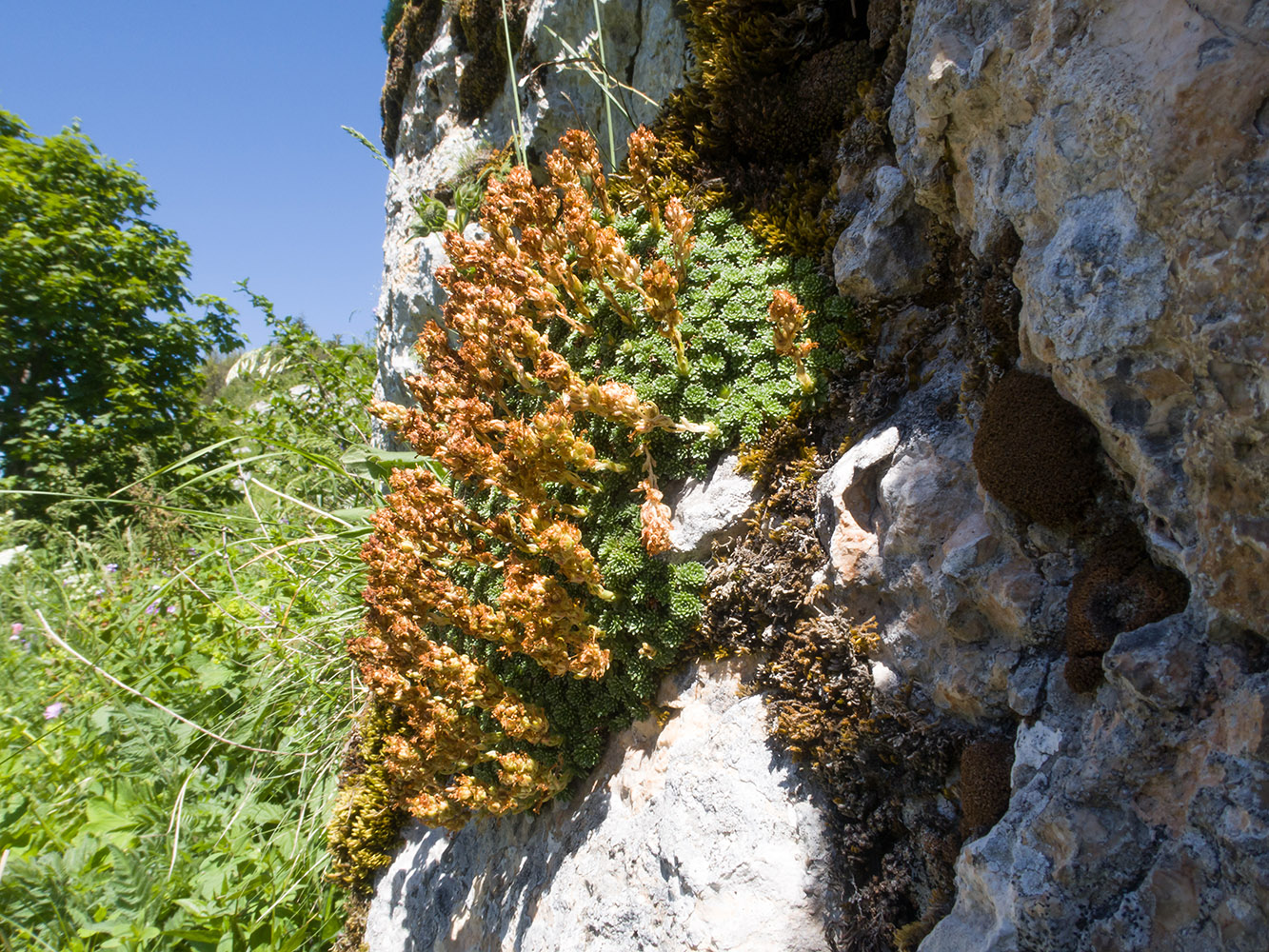 Изображение особи Saxifraga unifoveolata.