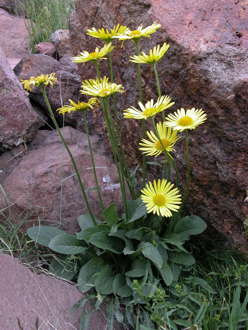 Image of Doronicum oblongifolium specimen.