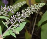 Buddleja davidii