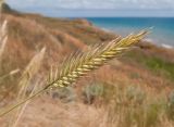 Agropyron pectinatum. Верхушка побега с соплодием. Краснодарский край, Темрюкский р-н, мыс Железный Рог, остепнённый приморский склон. 20.06.2015.