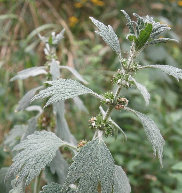 Изображение особи Leonurus quinquelobatus.