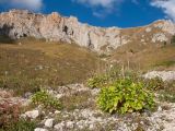 Valeriana alliariifolia. Группа отплодоносивших растений. Адыгея, Кавказский биосферный заповедник, ур. Яворова Поляна, ≈ 1900 м н.у.м., каменистая россыпь. 03.10.2015.