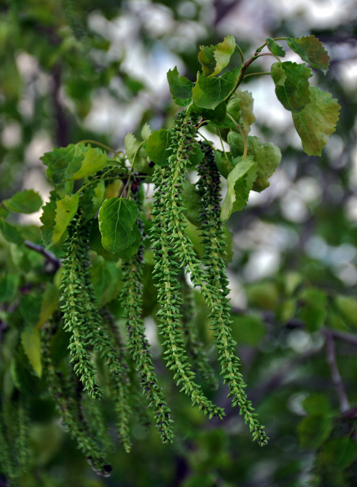 Изображение особи Populus tremula.