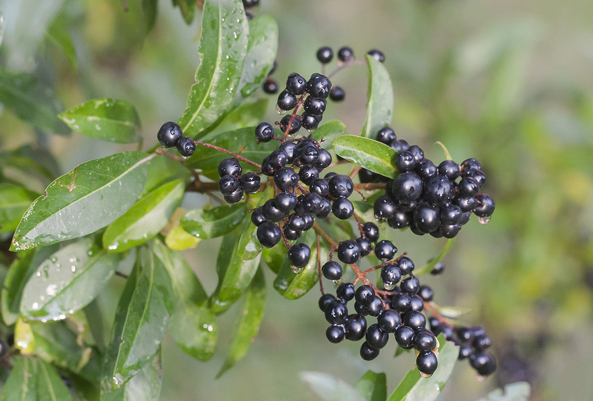 Image of Ligustrum vulgare specimen.