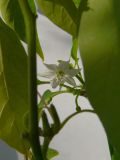 Capsicum annuum