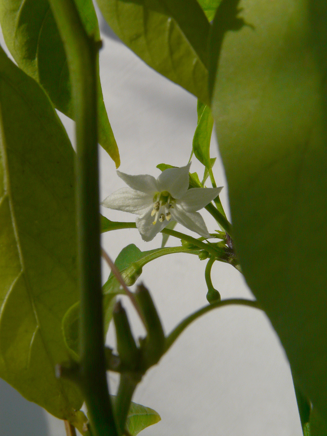 Изображение особи Capsicum annuum.