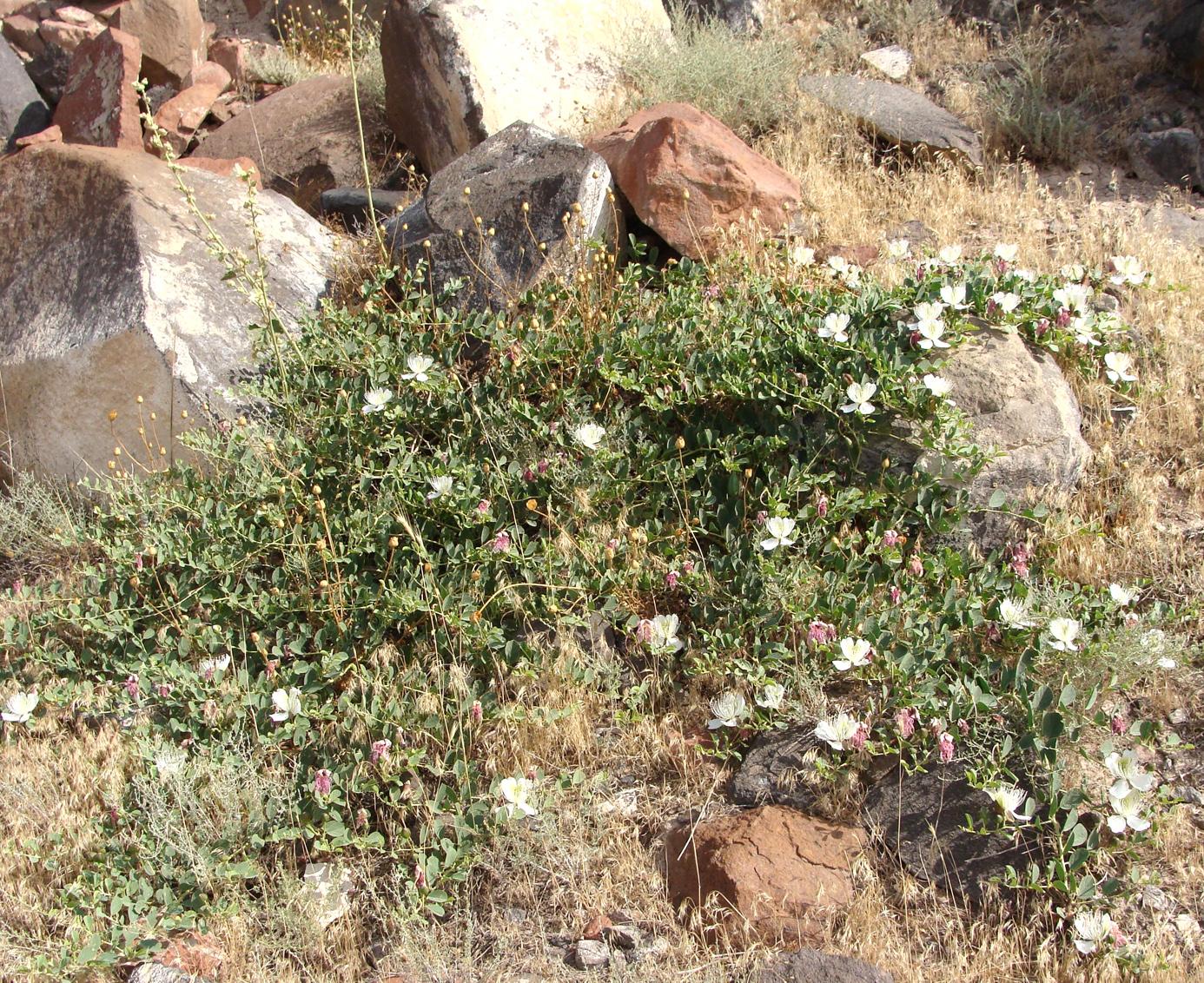 Изображение особи Capparis herbacea.