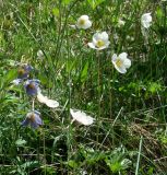 Anemone sylvestris. Верхушки цветущих растений (слева с голубыми цветками Pulsatilla regeliana). Иркутская обл., Иркутский р-н, р. Иркут, о. Беляева, луг. 30.05.2020.