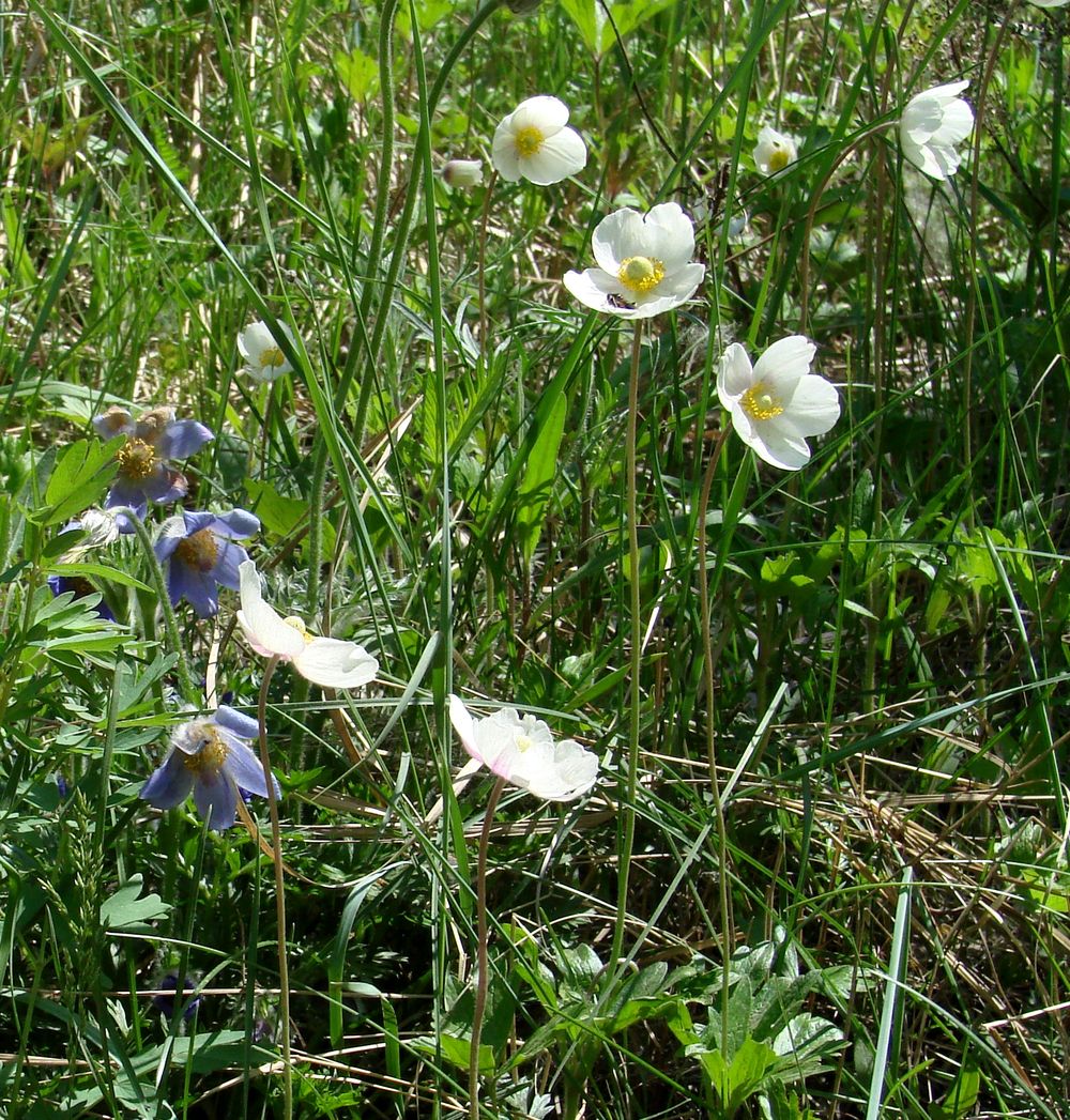 Изображение особи Anemone sylvestris.