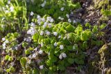 Oxalis acetosella