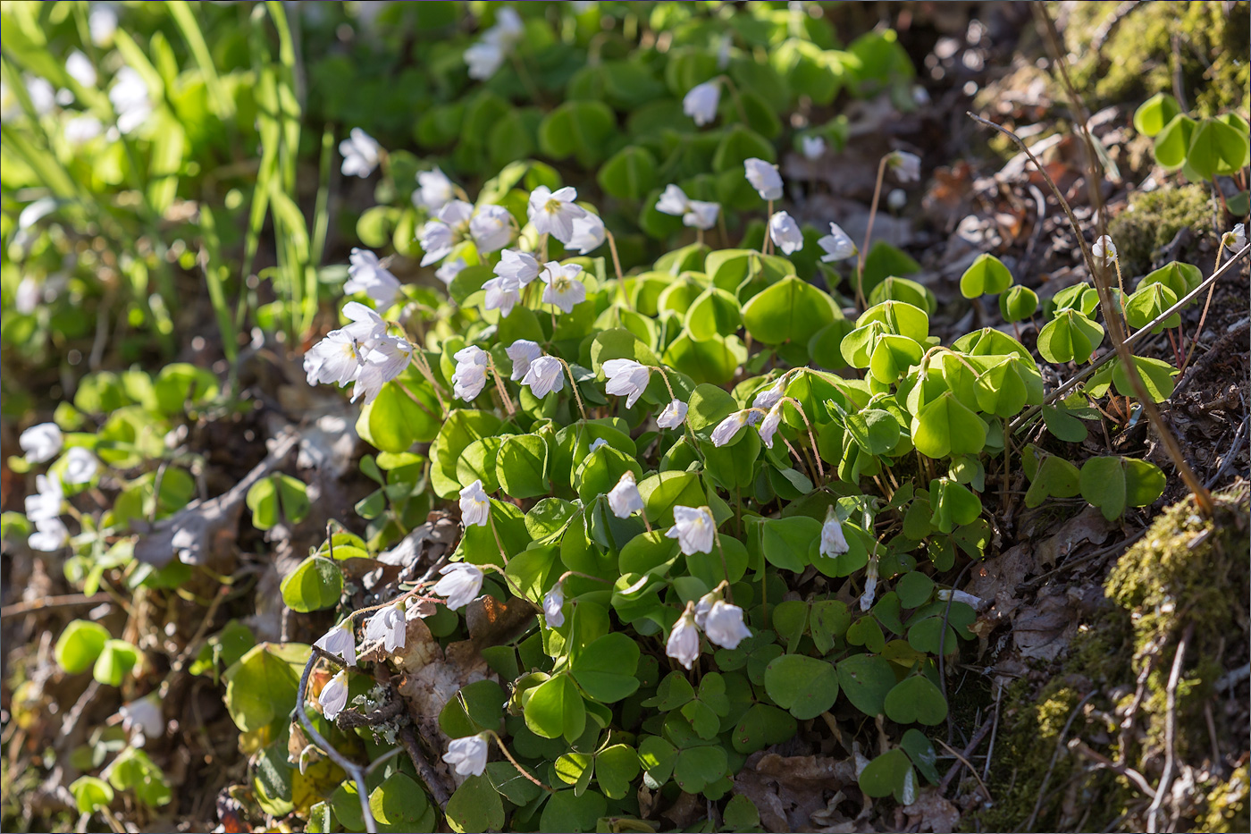 Изображение особи Oxalis acetosella.