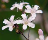 Gypsophila pacifica. Цветки. Приморский край, Ольгинский р-н, 6 км Ю-В с. Милоградово, бух. Красная Скала. 12.08.2009.