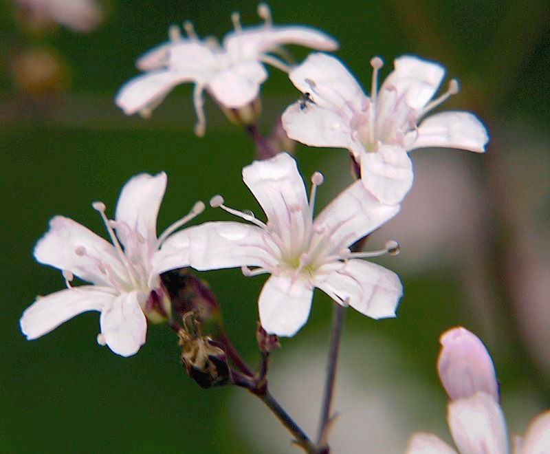 Изображение особи Gypsophila pacifica.