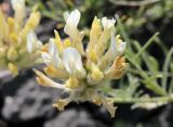 Astragalus zingeri. Соцветие. Саратовская обл., Хвалынский р-н, окр. г. Хвалынск, Хвалынский горнолыжный курорт, около подъёмника на учебной трассе, каменистая площадка с мергелисто-меловыми выходами. 18.06.2019.