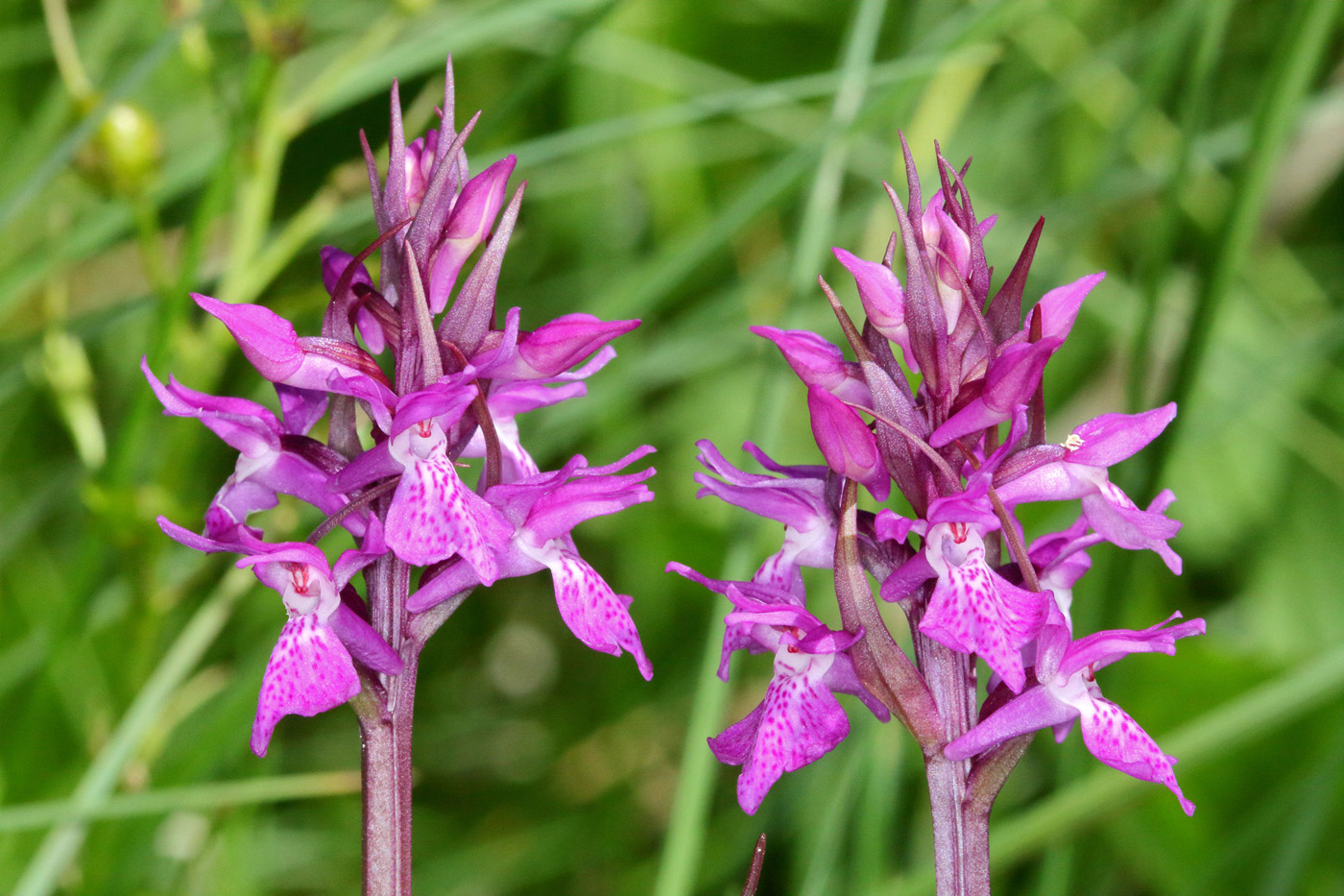 Изображение особи Dactylorhiza traunsteineri.