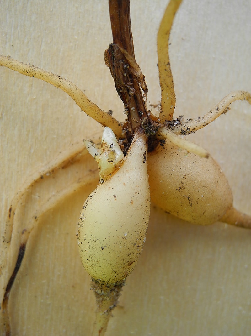 Image of Platanthera bifolia specimen.