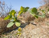 Lonicera etrusca