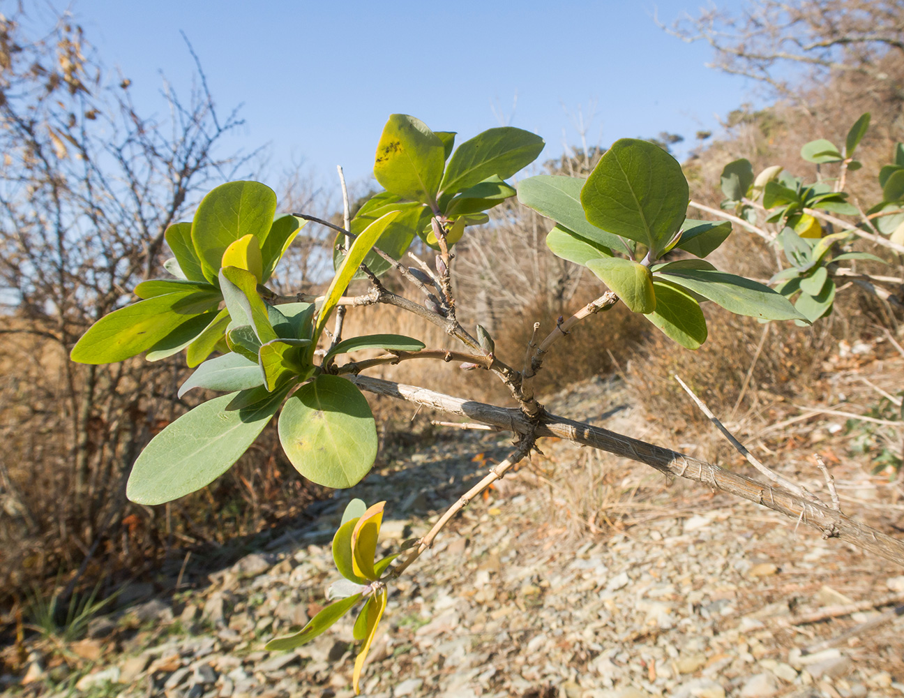 Изображение особи Lonicera etrusca.