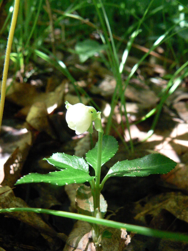 Image of Chimaphila japonica specimen.