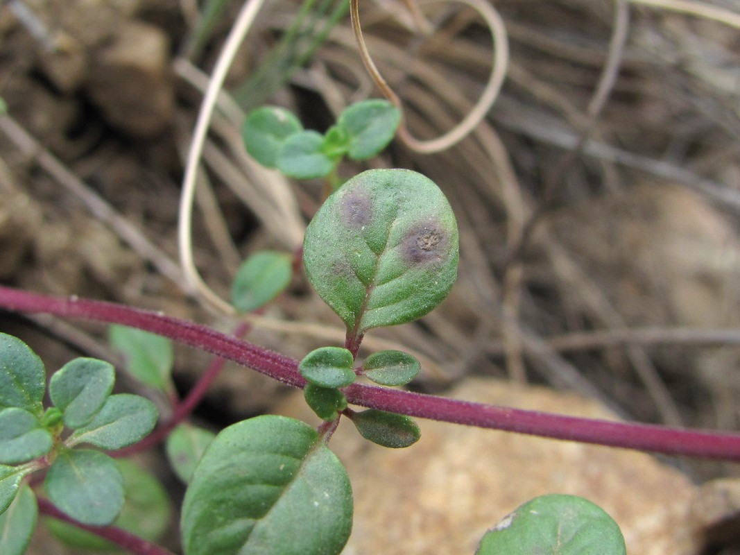 Изображение особи Ziziphora puschkinii.