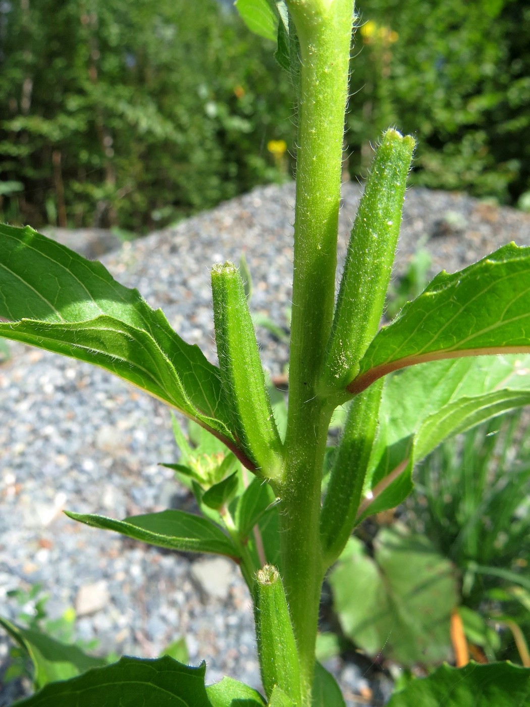 Image of Oenothera biennis specimen.