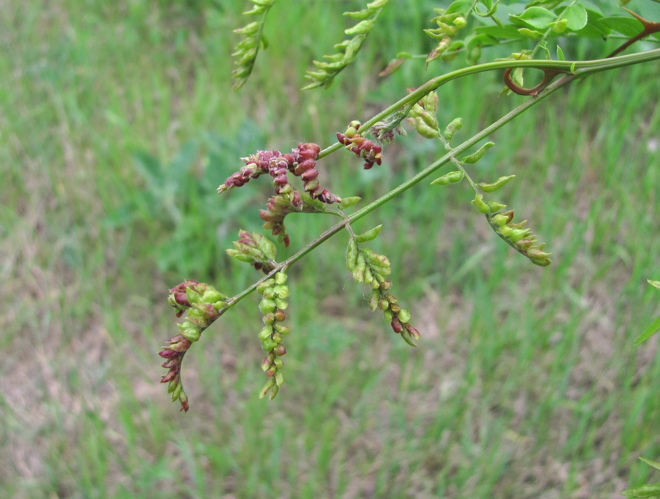 Image of Gleditsia triacanthos specimen.