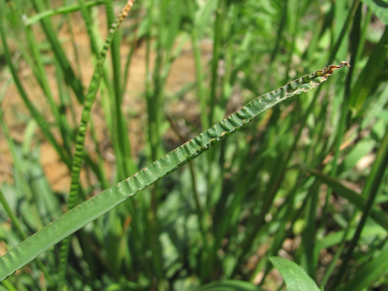 Изображение особи Dactylis glomerata.