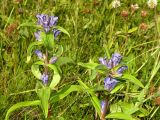 Gentiana cruciata. Верхушки цветущих растений. Ульяновская обл., Мелекесский р-н, окр. пос. Русский Мелекесс, суходольный луг на склоне оврага. 12.07.2009.
