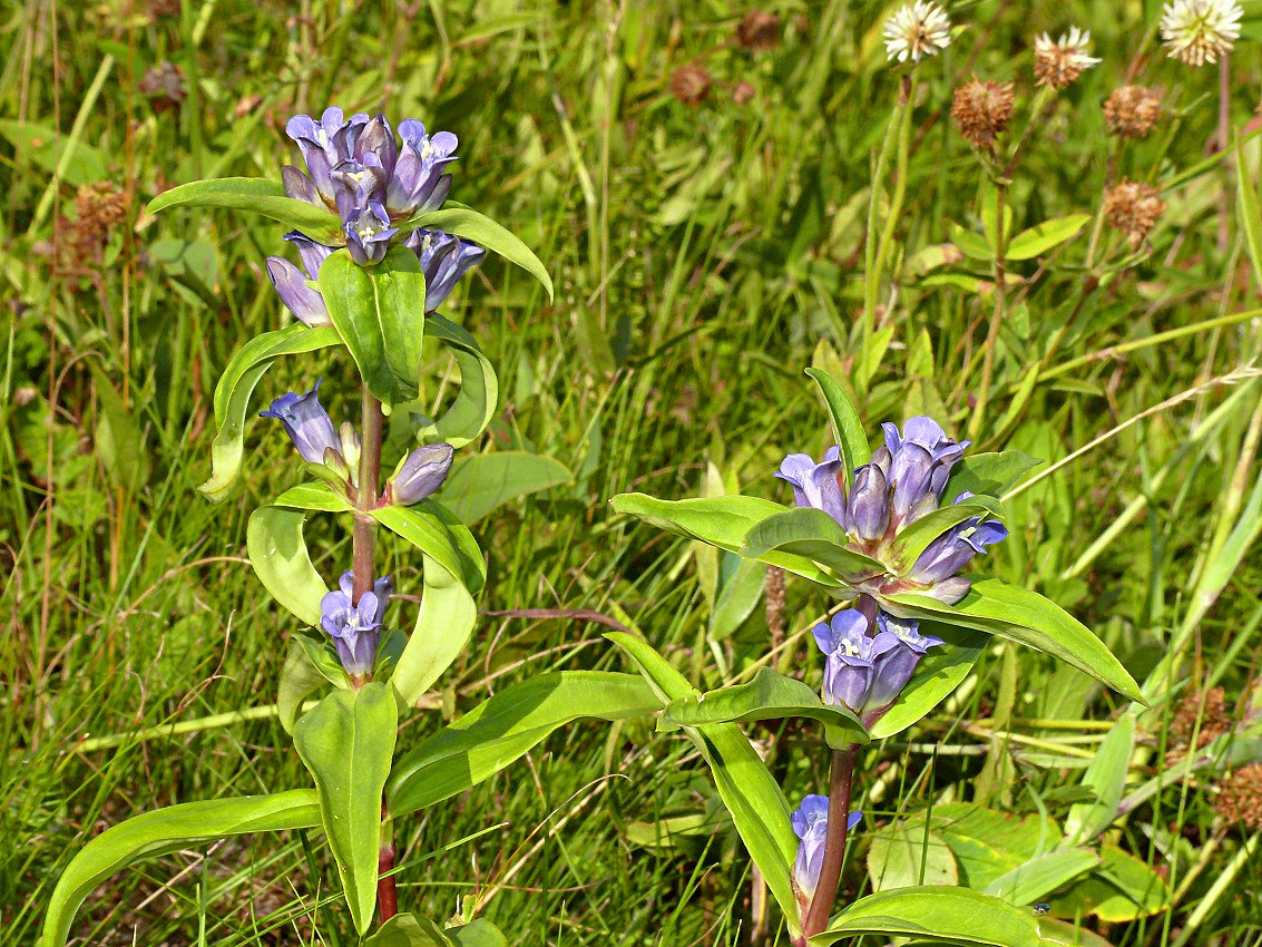 Image of Gentiana cruciata specimen.