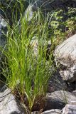 Carex aquatilis