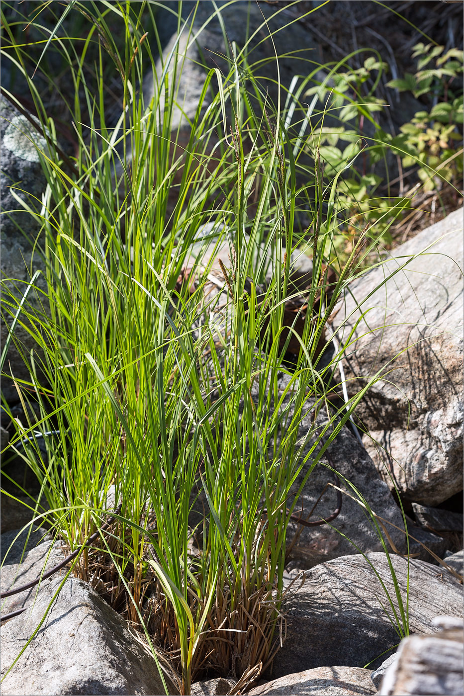 Image of Carex aquatilis specimen.