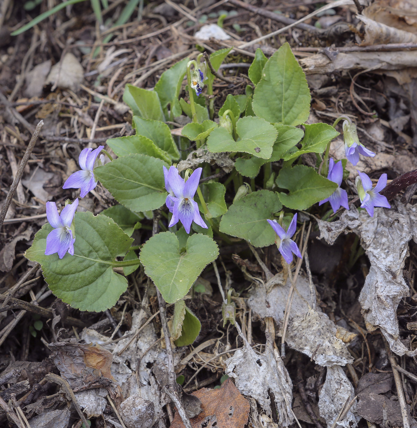 Image of Viola collina specimen.