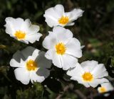 Cistus salviifolius. Цветки. Краснодарский край, г. Сочи, Дендрарий. 18.05.2021.