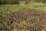 Lamium purpureum