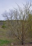 род Malus