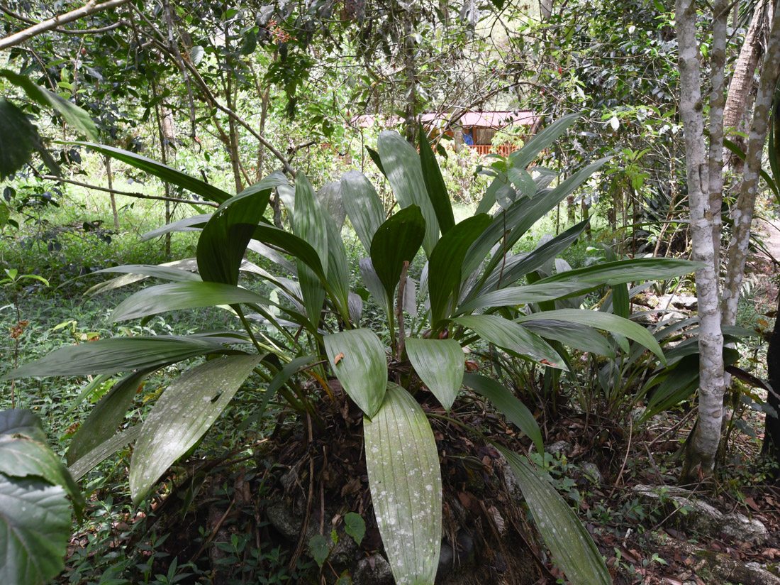 Image of Sudamerlycaste locusta specimen.