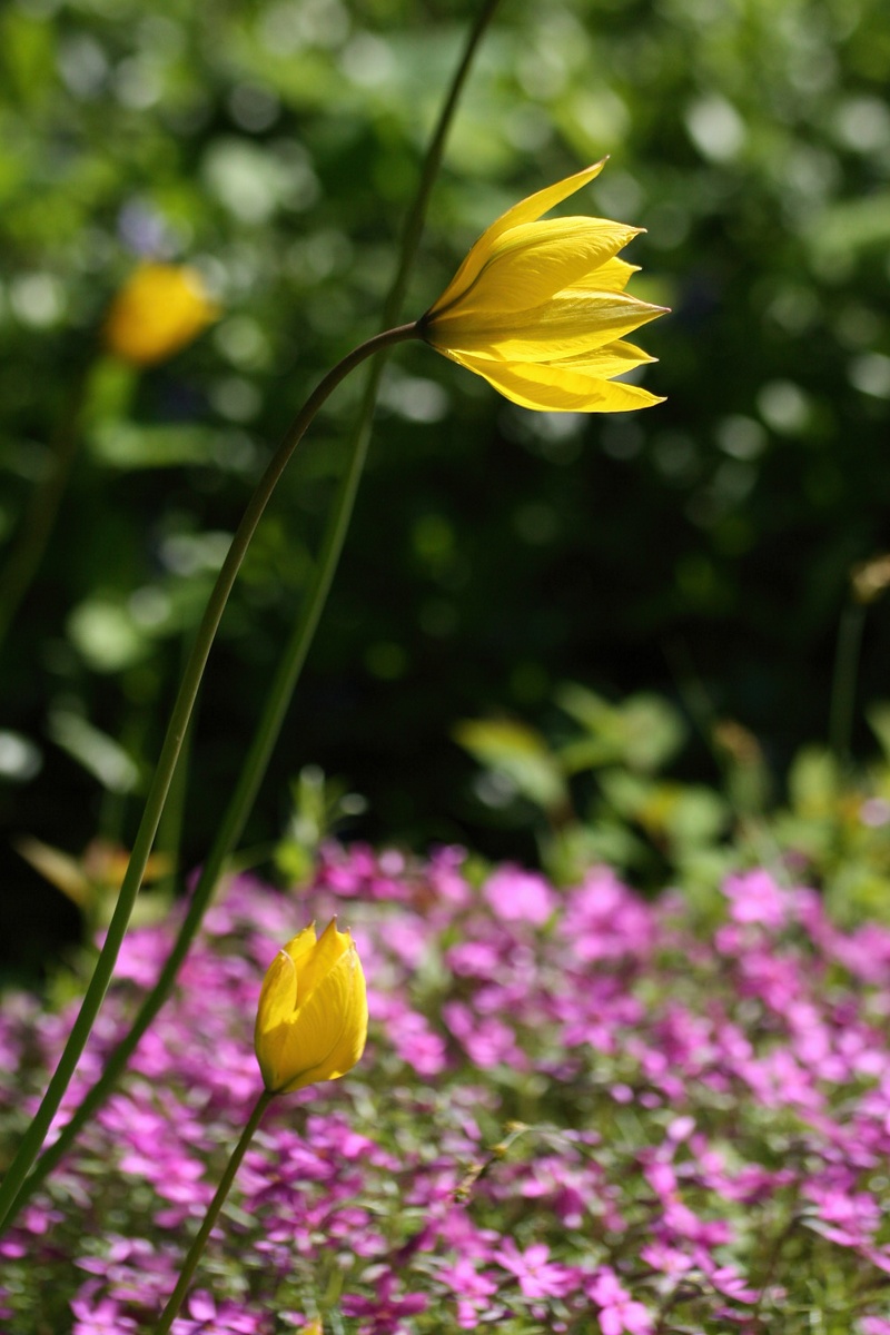 Изображение особи Tulipa sylvestris.