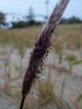 Imperata cylindrica