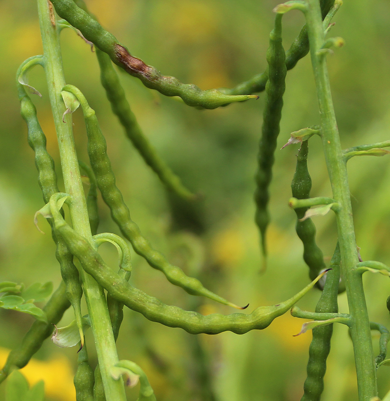 Image of Corydalis speciosa specimen.