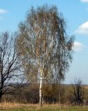 Betula pendula