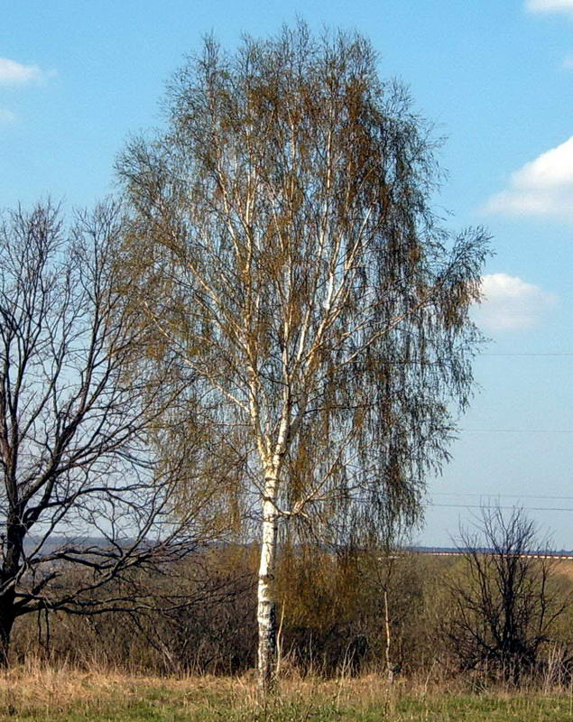 Изображение особи Betula pendula.