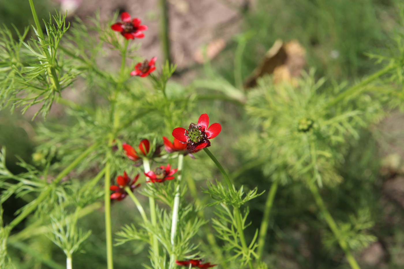 Image of Adonis flammea specimen.