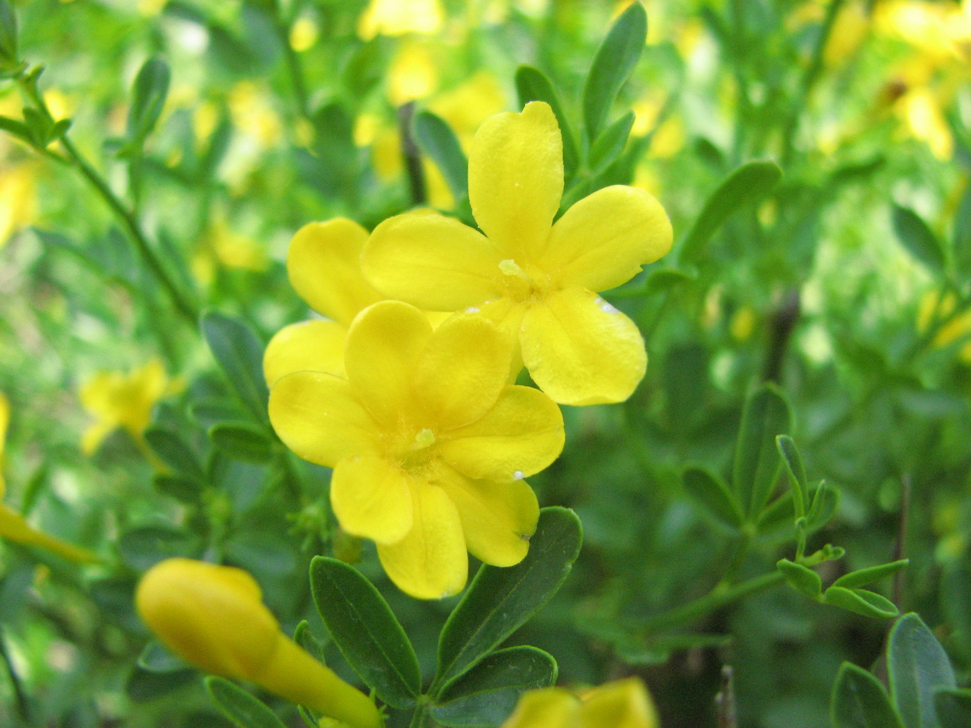 Image of Jasminum fruticans specimen.