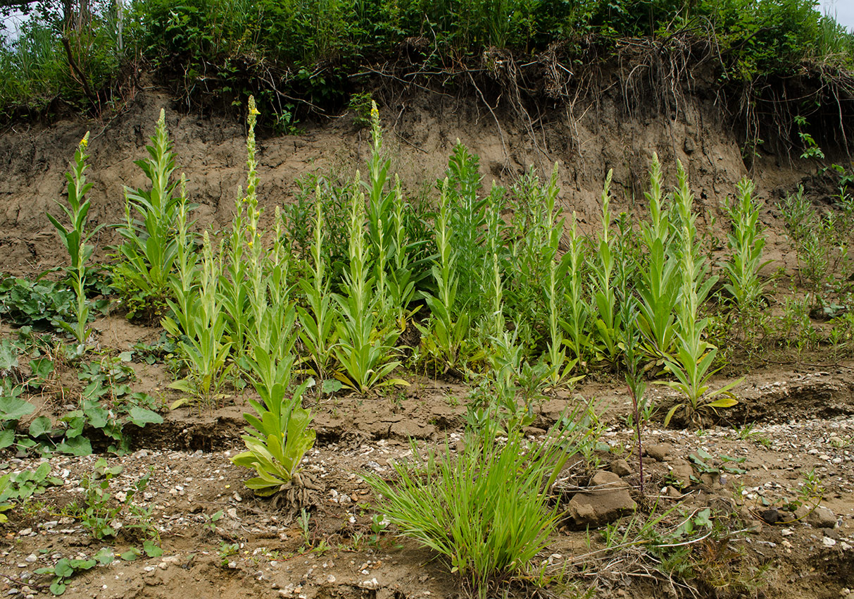 Изображение особи Verbascum thapsus.