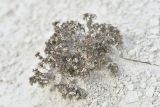 genus Asperula